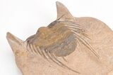 Spiny Selenopeltis Trilobite (Head Tucked) - Erfoud, Morocco #206446-3